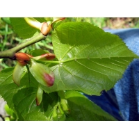 Tilia platyphyllos 