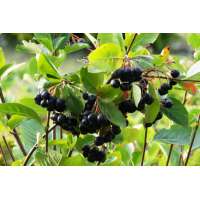 Aronia melanocarpa'Hugin' 