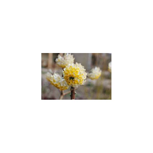 Edgeworthia Chrysantha’Grandiflora’