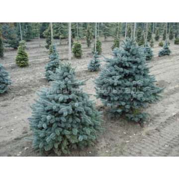 Pseudotsuga menziesii'Blue Wonder'