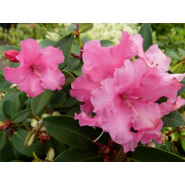 Rhododendron'Wilgen's Suprise'
