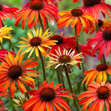 Echinacea'Hot Summer'