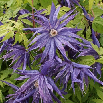 Clematis'Spiky'