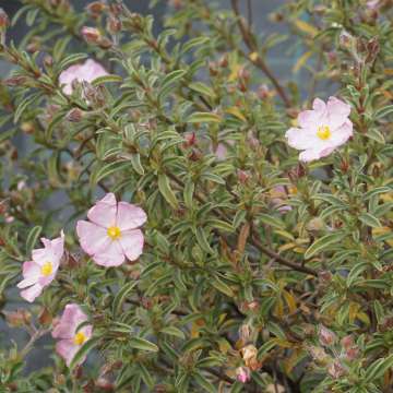 Cistus skanbergii