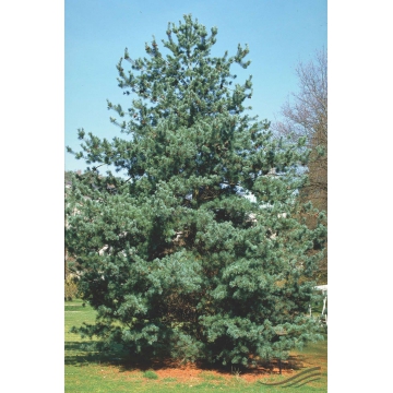 Pinus parviflora'Tempelhof'