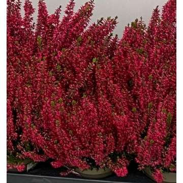 Calluna vulgaris'Milva'