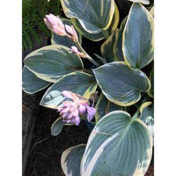 Hosta'Valley's Glacier'