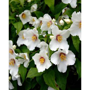 Philadelphus'Belle Etoile'