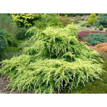 Cedrus deodara'Golden Horizon'