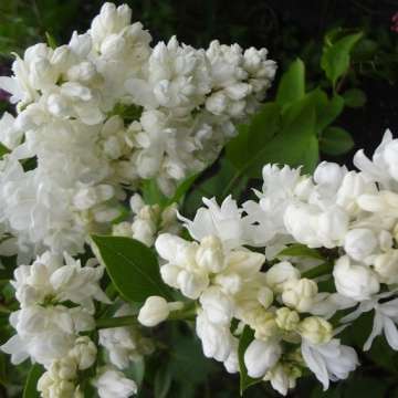 Syringa vulgaris'Souvenir d'Alice Harding'