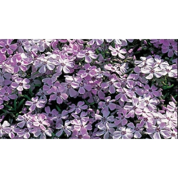 Phlox subulata'G.F.Wilson'
