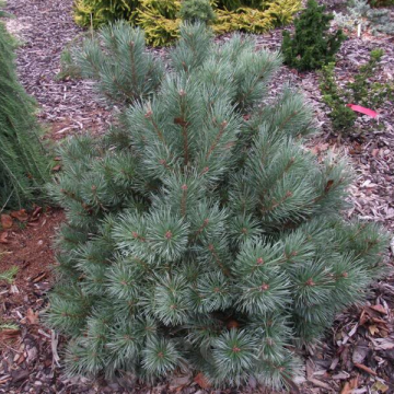Pinus sylvestris'Globosa'Viridis'