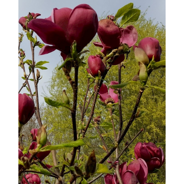 Magnolia'Genie'