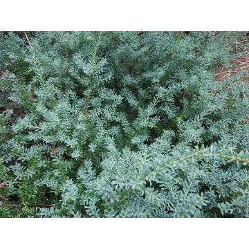 Podocarpus Lawrencei'Blue Gem'