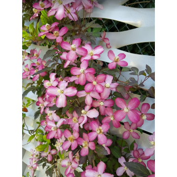 Clematis montana'Tetrarose'