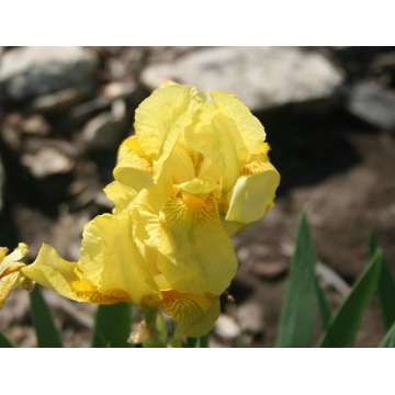 Iris germanica'Sangreal'