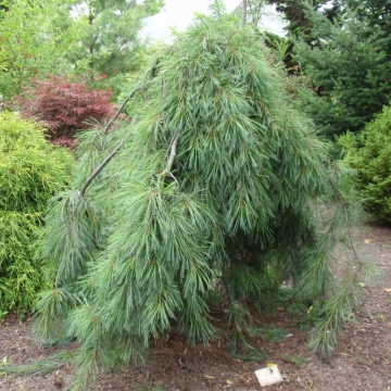 Pinus strobus'Pendula'