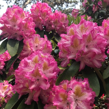 Rhododendron'Maggio'