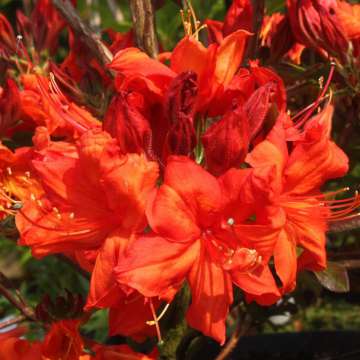 Azalea knaphill'fireball'