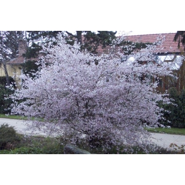 Prunus incisa'Februari Pink'