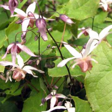 Epimedium'Pink Elf'