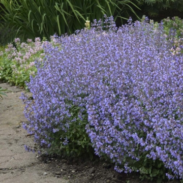 Nepeta'Purrsian Blue'