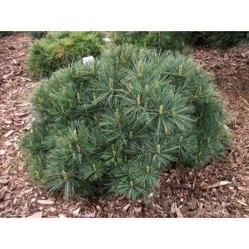 Pinus strobus'Bergman's Mini'