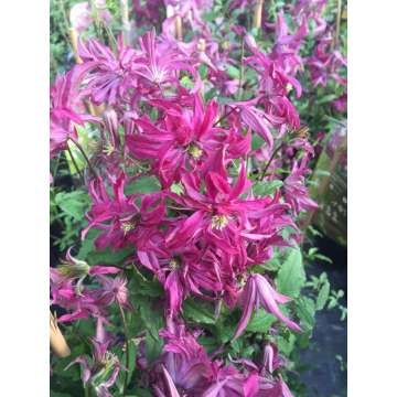 Clematis'Rosalyn'