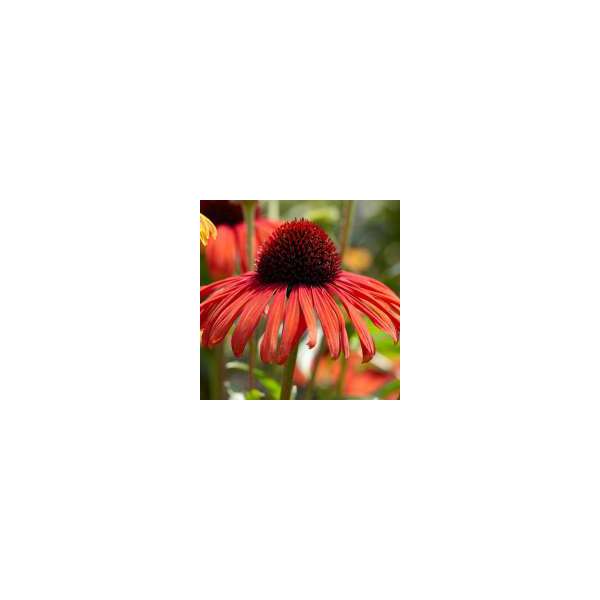 Echinacea purpurea'Postman'