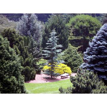 Cedrus deodara'Eisregen'