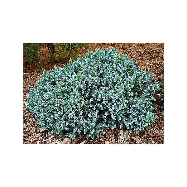 Juniperus squamata'Blue Star'