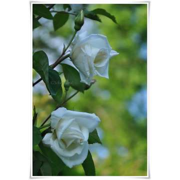 Rosa'Climbing Mrs Herbert Stevens'