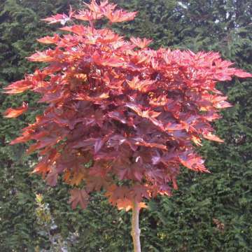 Acer platanoides'Crimson Sentry'