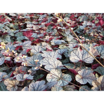 Heuchera'Silver Scrolls'