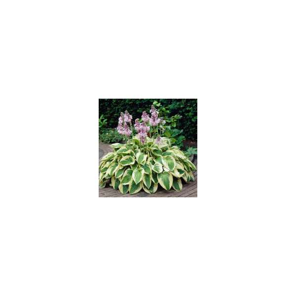 Hosta'Wide Brim'