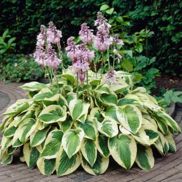 Hosta'Wide Brim'