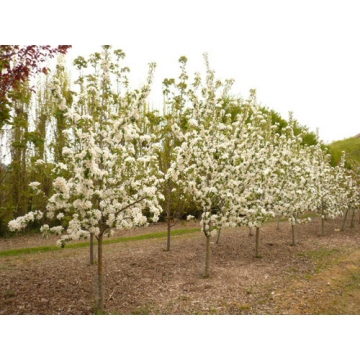 Malus'John Downie'
