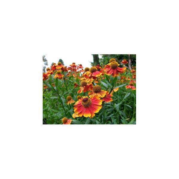 Helenium'Rotgold'