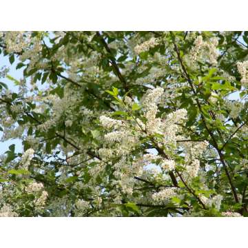 Prunus paus'Tiefurt'