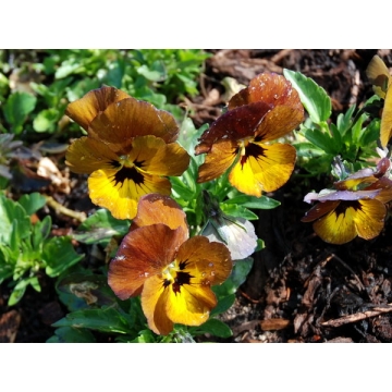Viola cornuta'Irisch Molly'