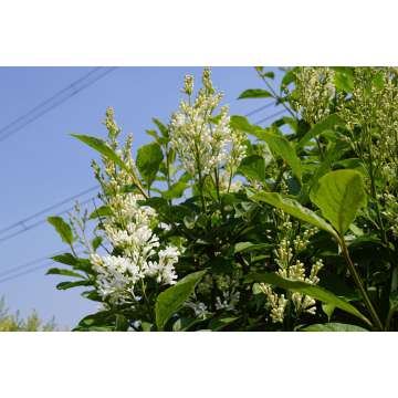 Syringa'Agnes Smith'