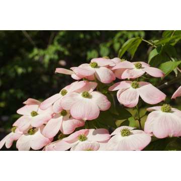 Cornus'Rutgan'