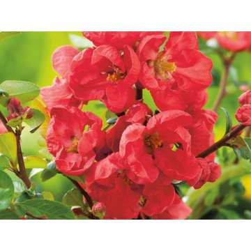 Chaenomelis superba'Red Trail'