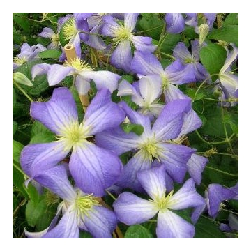 Clematis'Jenny'