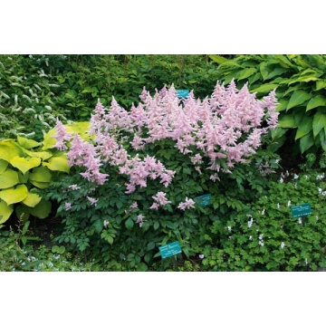 Astilbe japonica'Europa'