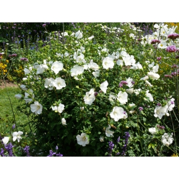 Hibiscus syriacus'Totus Albus'