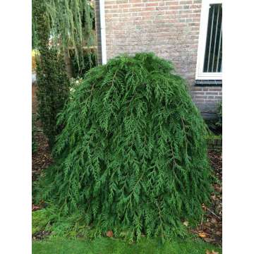 Chamaecyparis lawsoniana'Pendula'