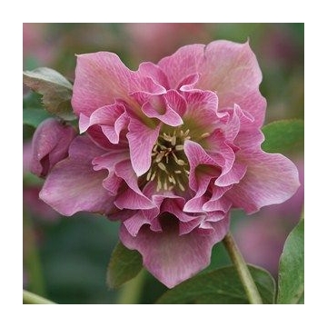 Helleborus orientalis'Pretty Ellen Pink'