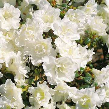 Azalea japonica'Schneeperle'