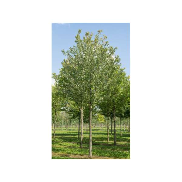 Acer rubrum'October Glory'